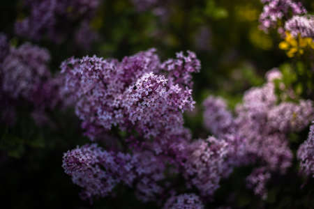beautiful purple lilac among the green leaves on the bush in the spring gardenの写真素材