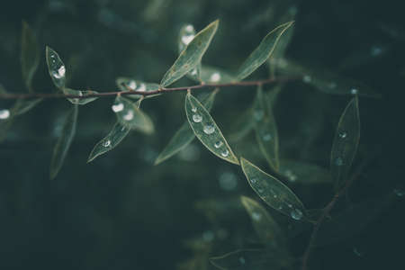 rain drops in close-up on the green  leaves of the plantの写真素材