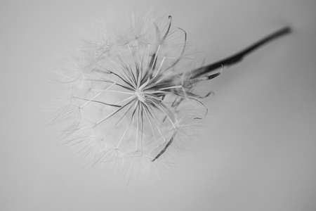 summer dandelion flower in close-up on a light backgroundの写真素材