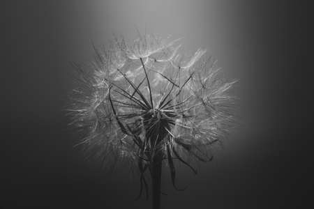 summer dandelion flower in close-up on a dark backgroundの写真素材