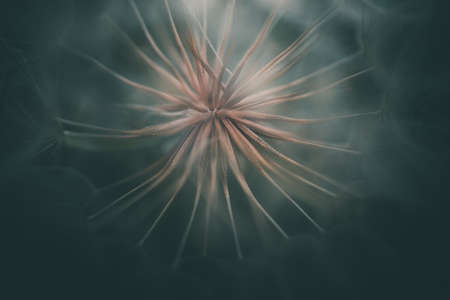 summer dandelion flower in close-up on a dark backgroundの写真素材