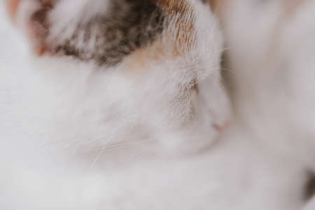 beautiful cute little white-red sleeping cat in closeupの写真素材