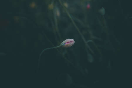 red poppies growing among green grass on a summer dayの写真素材
