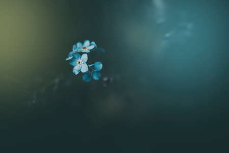 beautiful  little blue forget-me-nots in a natural habitatの写真素材