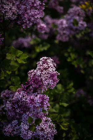beautiful purple lilac among the green leaves on the bush in the spring gardenの写真素材