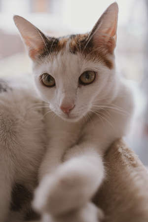 beautiful cute little white-red cat closeup felineの写真素材