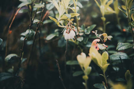 white small blueberry flowers blooming in the forestの写真素材