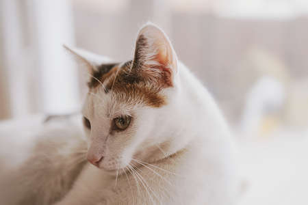 beautiful cute little white-red cat closeup felineの写真素材