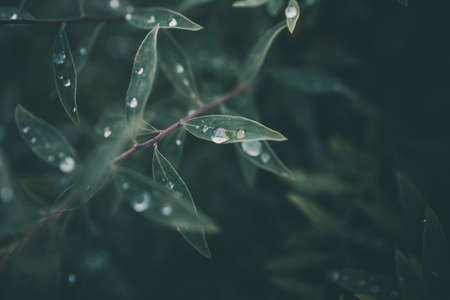 rain drops in close-up on the green  leaves of the plantの写真素材