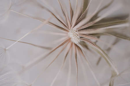 summer dandelion flower in close-up on a light backgroundの写真素材