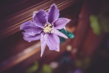 beautiful clematis flower in the garden in close-upの写真素材