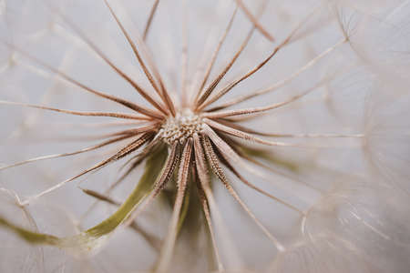summer dandelion flower in close-up on a light backgroundの写真素材