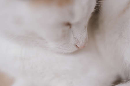 beautiful cute little white-red sleeping cat in closeupの写真素材