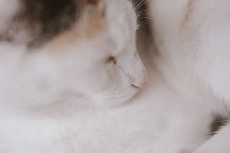beautiful cute little white-red sleeping cat in closeupの写真素材