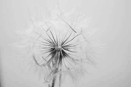 summer dandelion flower in close-up on a light backgroundの写真素材