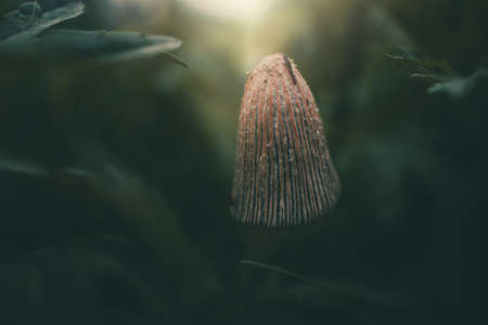 small wild mushroom among green grass in closeup in the sunshineの写真素材