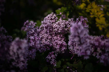 beautiful purple lilac among the green leaves on the bush in the spring garden
