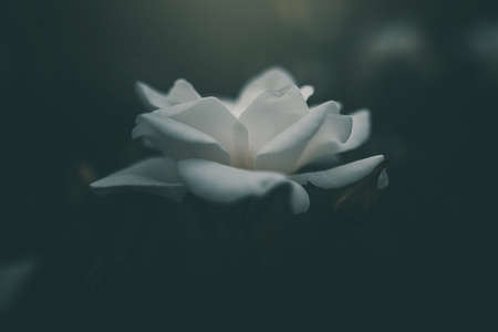 beautiful white little rose on the bush in the gardenの写真素材