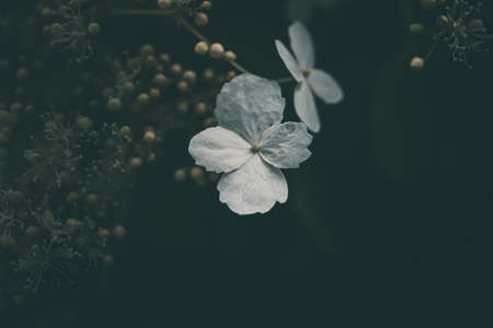 beautiful white small flower on the bush in the garden