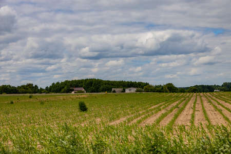 agricultural landscape in Poland on a warm summer dayの写真素材