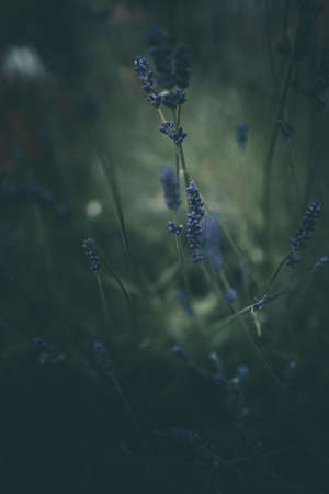 purple lavender flowers in the garden on green backgroundの写真素材