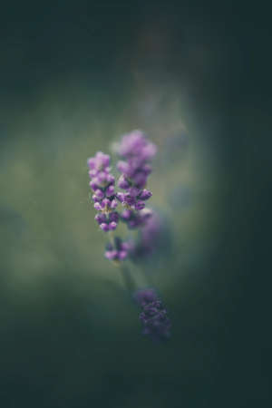 purple lavender flowers in the garden on green backgroundの写真素材
