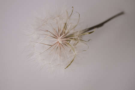 summer dandelion flower in close-up on a light backgroundの写真素材