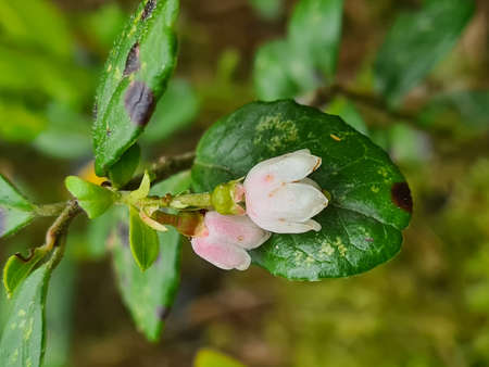 white small blueberry flowers blooming in the forestの写真素材