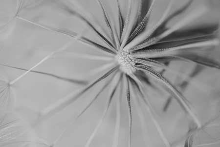 summer dandelion flower in close-up on a light background