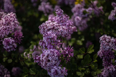 beautiful purple lilac among the green leaves on the bush in the spring garden