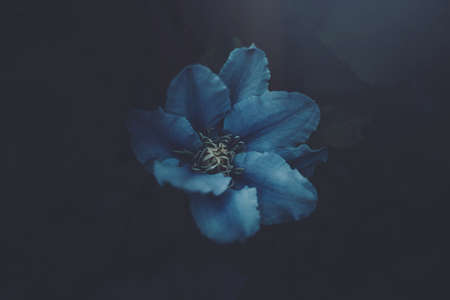 beautiful clematis flower in the garden in close-upの写真素材