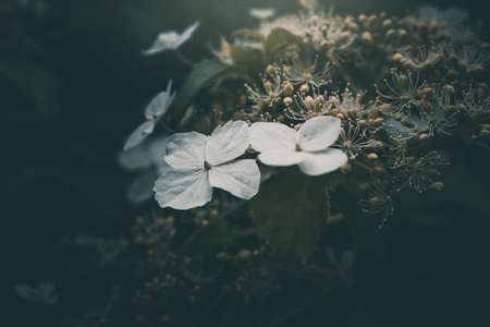 beautiful white small flower on the bush in the gardenの写真素材