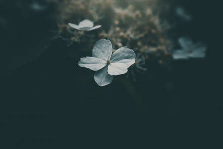 beautiful white small flower on the bush in the gardenの写真素材