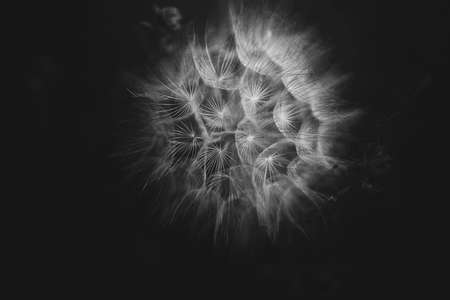 summer dandelion flower in close-up on a dark backgroundの写真素材