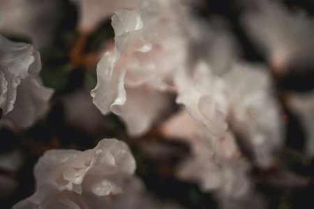 beautiful white azalea in the summer gardenの写真素材