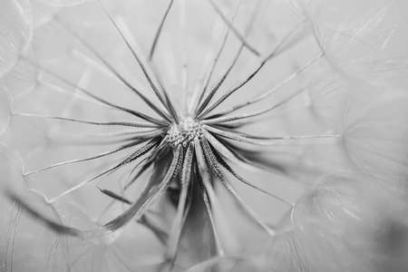 summer dandelion flower in close-up on a light backgroundの写真素材
