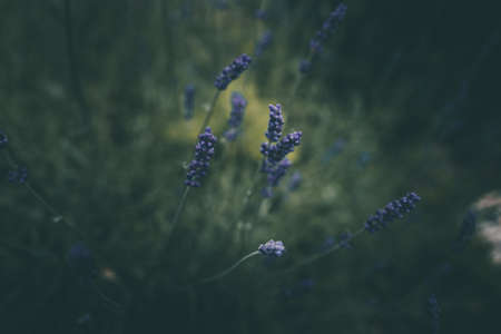 purple lavender flowers in the garden on green backgroundの写真素材