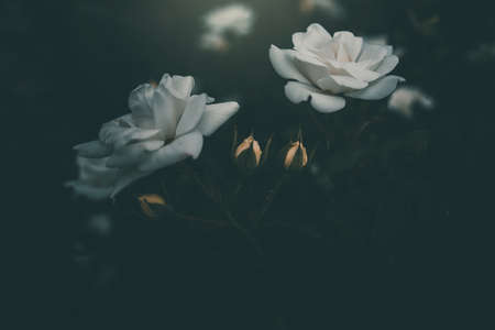 beautiful white little rose on the bush in the gardenの写真素材