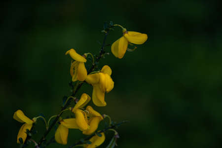 beautiful yellow flowering bush in close-upの写真素材
