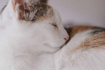 beautiful cute little white-red sleeping cat in closeupの写真素材