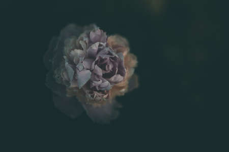 pale pink peony on the background of green gardens on a summer dayの写真素材