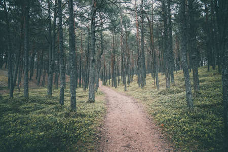 narrow empty road through dark pine forest