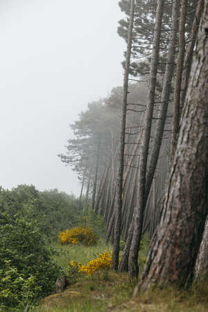 forest landscape growing on the dunes on the beach of the Baltic Sea on a foggy day Jastrzebia...
