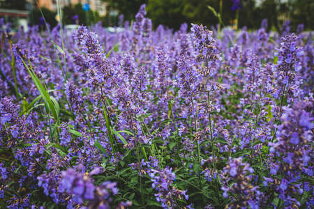 beautiful purple flower in close-up on a warm summer day