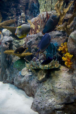beautiful large interior of the aquarium on the Spanish island of Tenerife in Loro Park