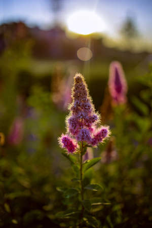 beautiful purple flower on a bush in the afternoon sun