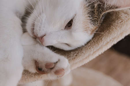 beautiful cute little white-red sleeping cat in closeupの写真素材
