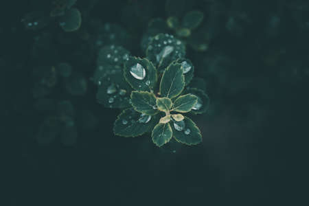 rain drops in close-up on the green leaves of the plantの写真素材