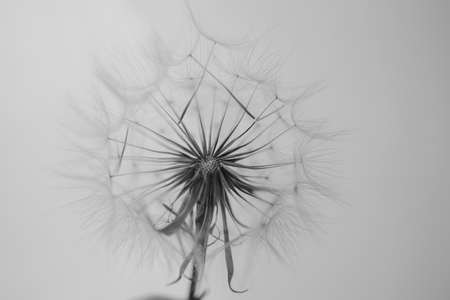 summer dandelion flower in close-up on a light background