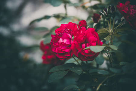 beautiful red rose on the bush against a dark background in the gardenの写真素材